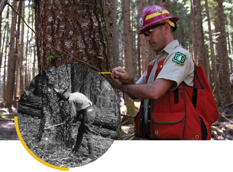 USFS measuring trees